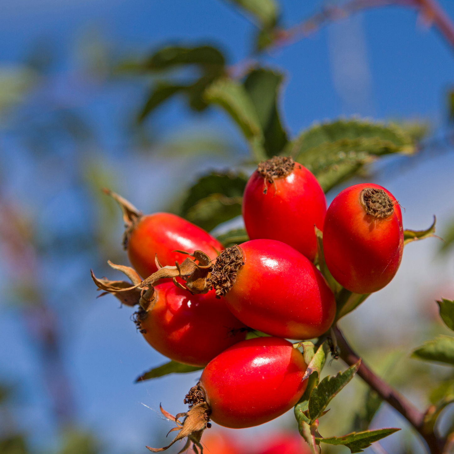 Berry Blast Tea